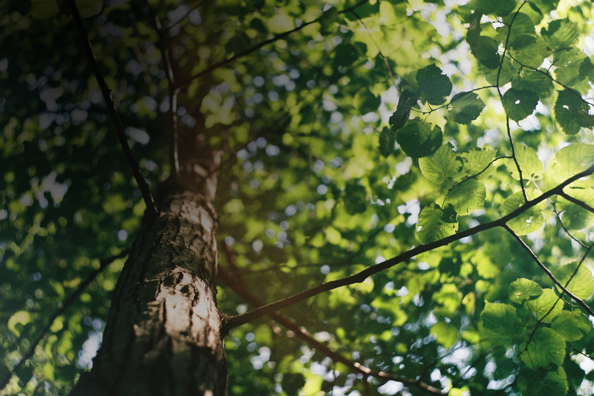 tree pruning singapore