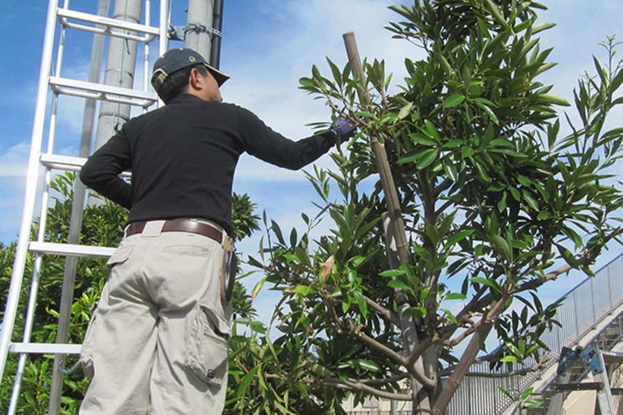 pruning service singapore