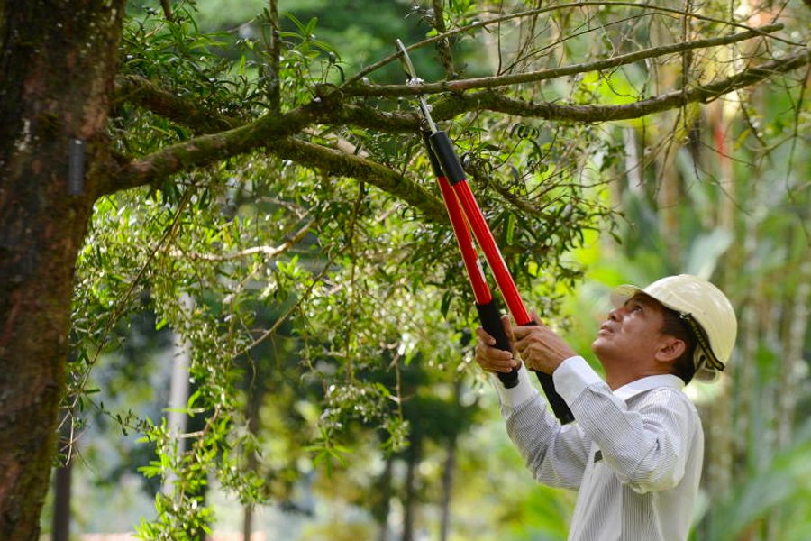 tree branch removal